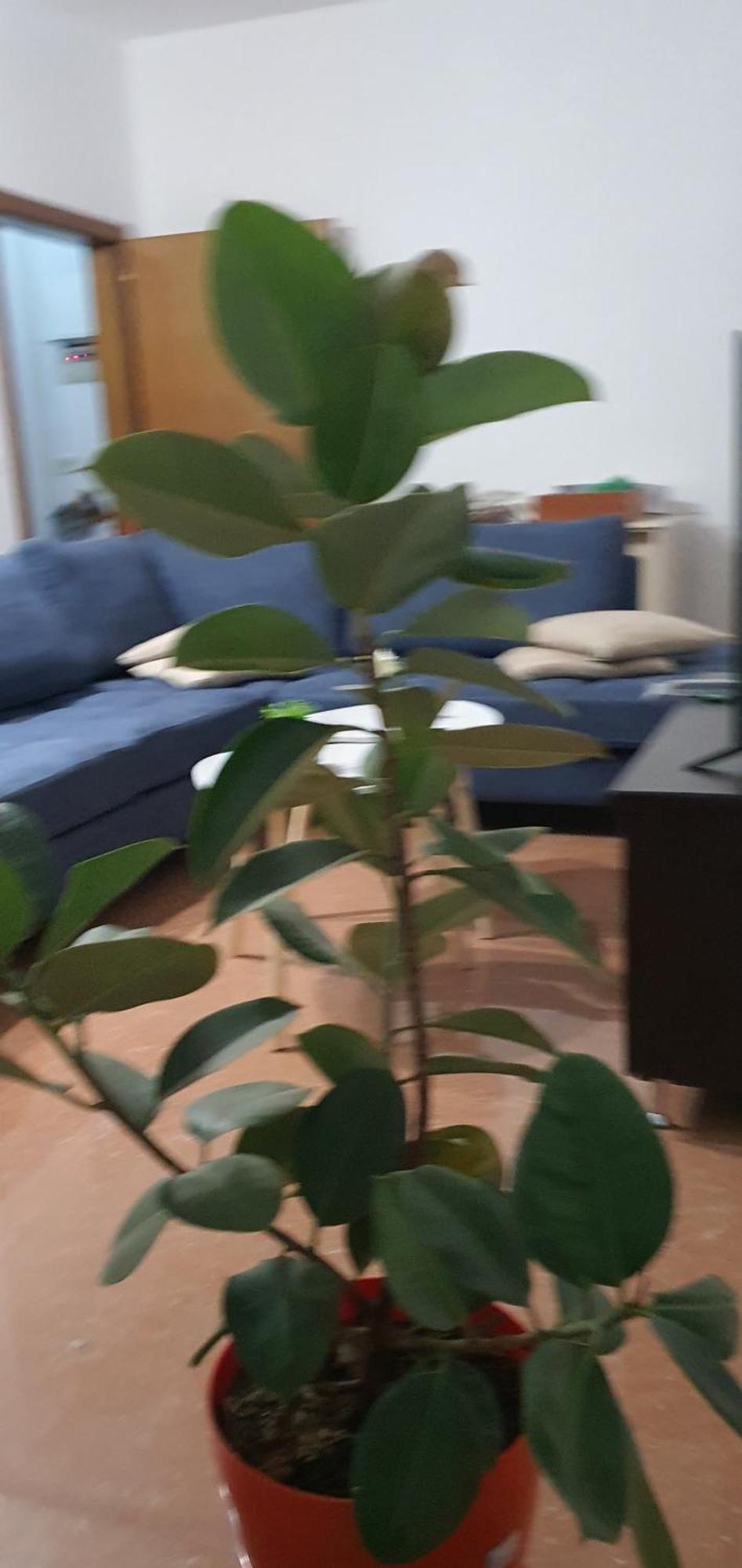 City Center Apartment Shkodra Kültér fotó